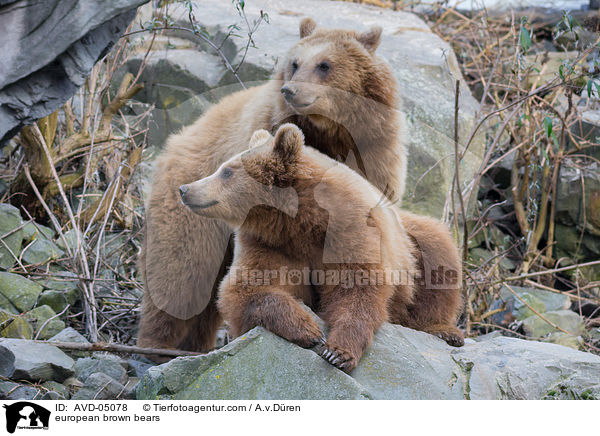 european brown bears / AVD-05078