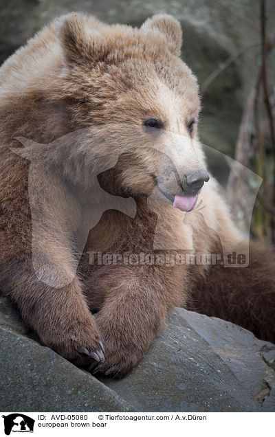 Europischer Braunbr / european brown bear / AVD-05080