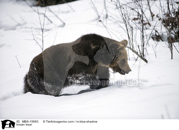 Europischer Braunbr / brown bear / MBS-15683