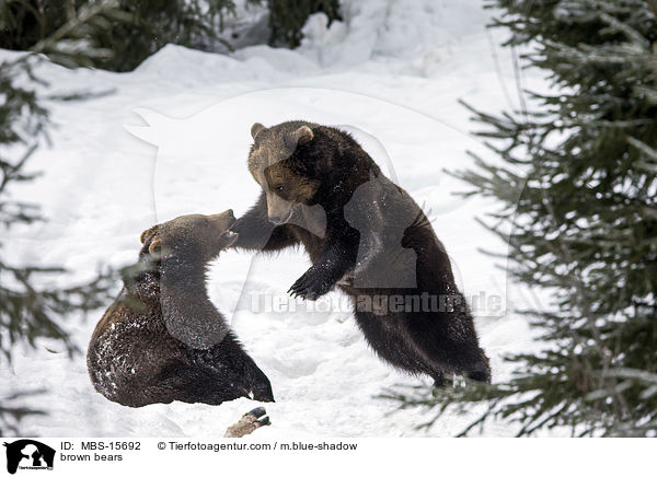 Europische Braunbren / brown bears / MBS-15692