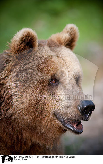 brown bear / MAZ-05384