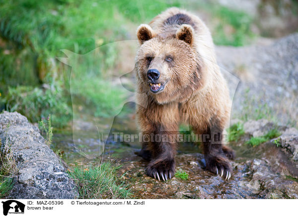 Europischer Braunbr / brown bear / MAZ-05396