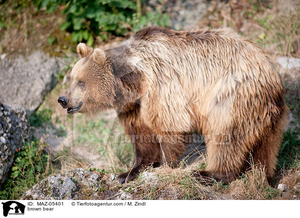 Europischer Braunbr / brown bear / MAZ-05401