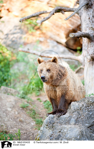 Europischer Braunbr / brown bear / MAZ-05405