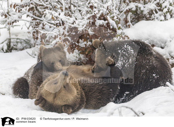 Europische Braunbren / common bears / PW-03620