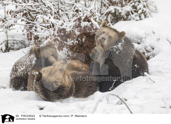 Europische Braunbren / common bears / PW-03622