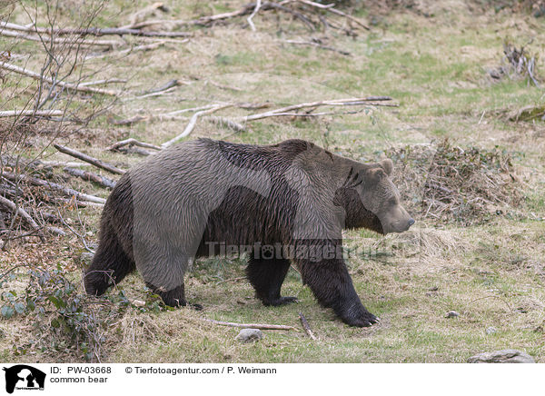 Europischer Braunbr / common bear / PW-03668