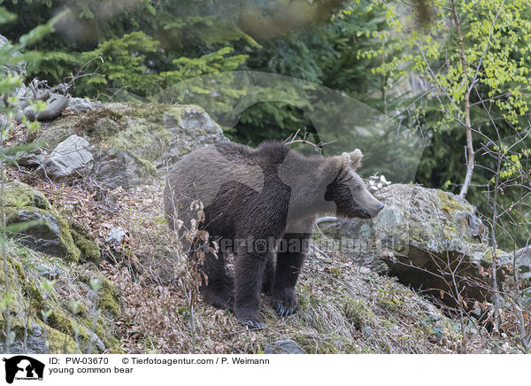 junger Europischer Braunbr / young common bear / PW-03670