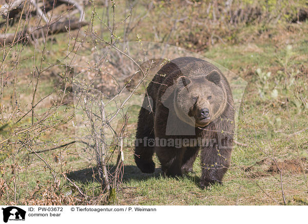 Europischer Braunbr / common bear / PW-03672