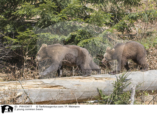 2 junge Europische Braunbren / 2 young common bears / PW-03677