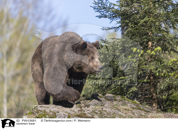 Europischer Braunbr / common bear / PW-03681