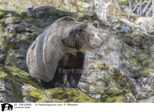 Europischer Braunbr / common bear / PW-03685