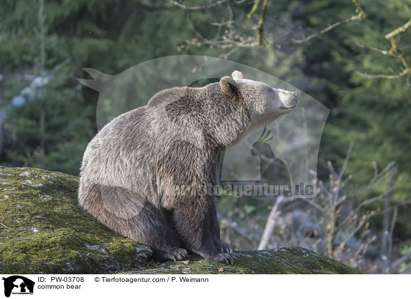 common bear / PW-03708