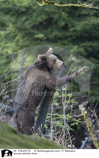 young common bear / PW-03712