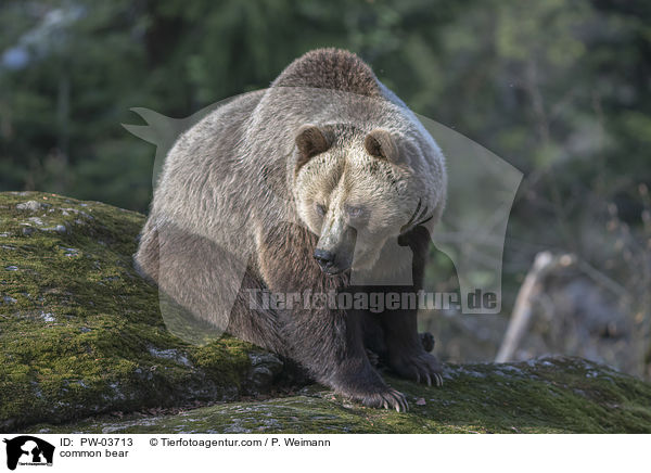 common bear / PW-03713