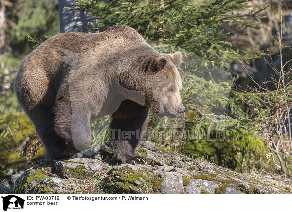 Europischer Braunbr / common bear / PW-03719