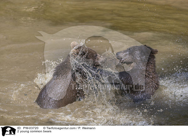 2 junge Europische Braunbren / 2 young common bears / PW-03720