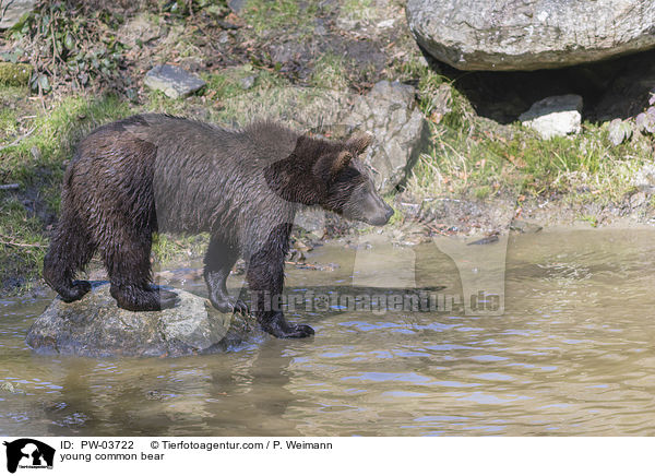 junger Europischer Braunbr / young common bear / PW-03722