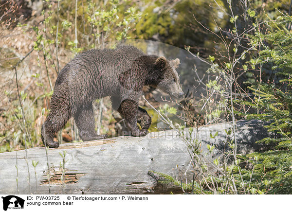 junger Europischer Braunbr / young common bear / PW-03725