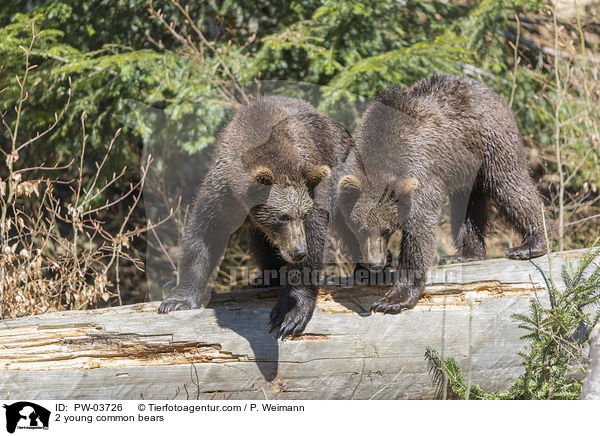 2 young common bears / PW-03726