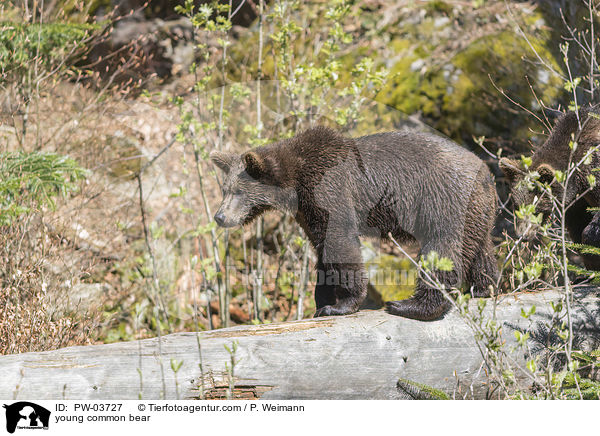 junger Europischer Braunbr / young common bear / PW-03727