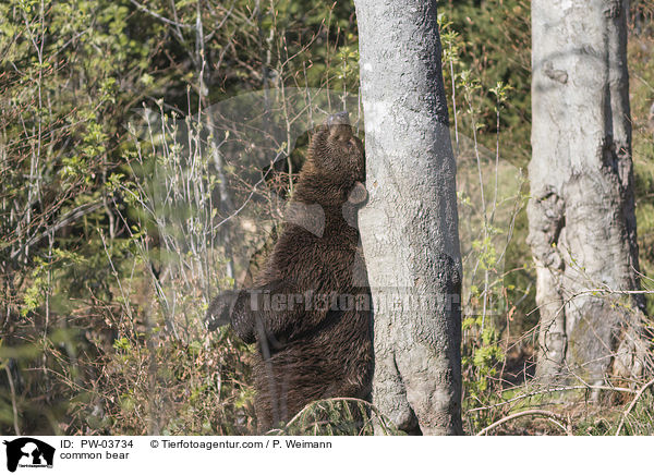 Europischer Braunbr / common bear / PW-03734