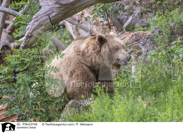 Europischer Braunbr / common bear / PW-03746