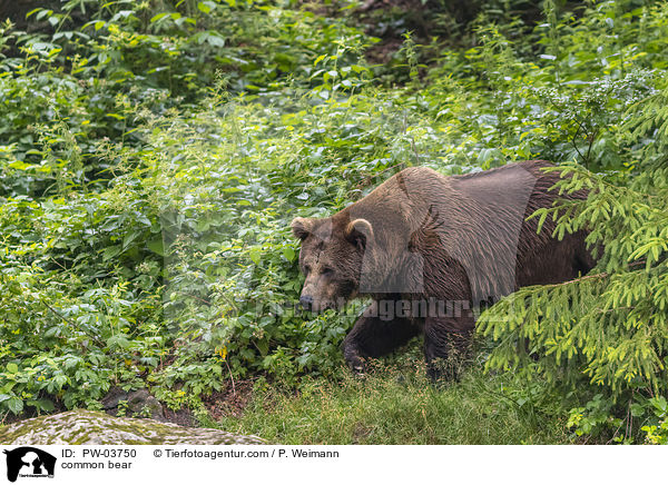 Europischer Braunbr / common bear / PW-03750