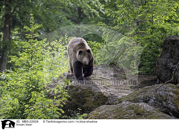 Europischer Braunbr / brown bear / MBS-22928