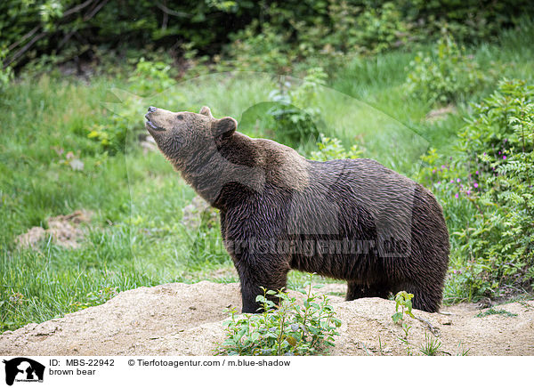 Europischer Braunbr / brown bear / MBS-22942