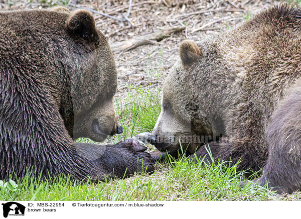 brown bears / MBS-22954