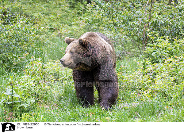 Europischer Braunbr / brown bear / MBS-22955