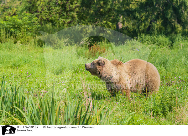 Europischer Braunbr / brown bea / PW-10107