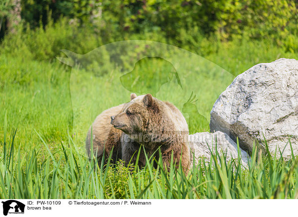 Europischer Braunbr / brown bea / PW-10109