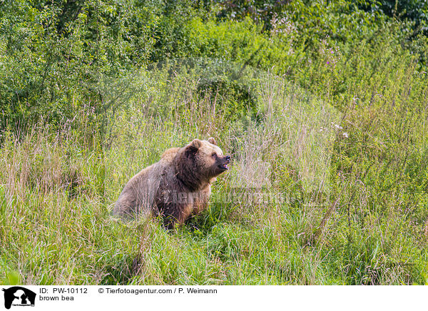 Europischer Braunbr / brown bea / PW-10112