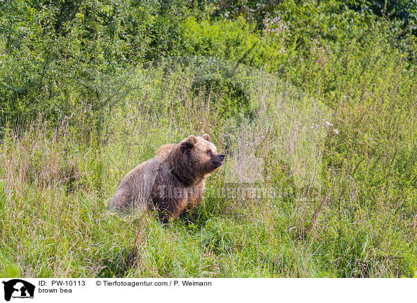 Europischer Braunbr / brown bea / PW-10113