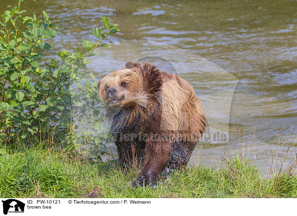 brown bea / PW-10121