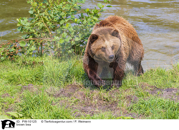 Europischer Braunbr / brown bea / PW-10125