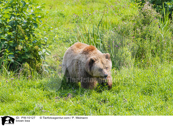 brown bea / PW-10127