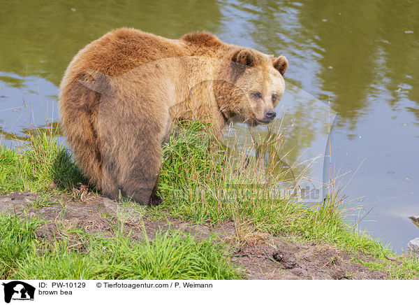 Europischer Braunbr / brown bea / PW-10129