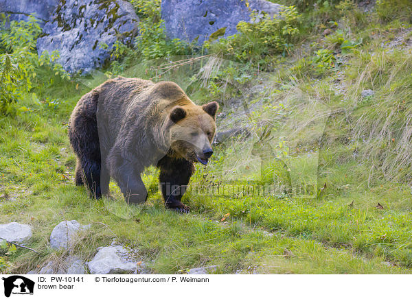 Europischer Braunbr / brown bear / PW-10141