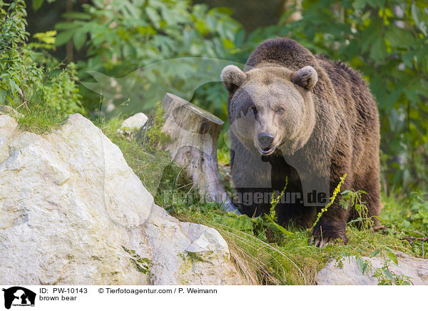 Europischer Braunbr / brown bear / PW-10143