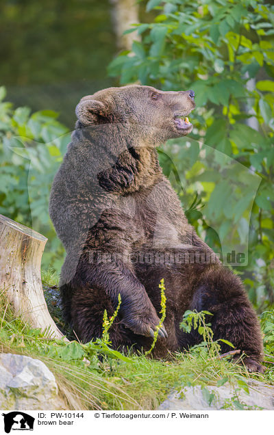 Europischer Braunbr / brown bear / PW-10144