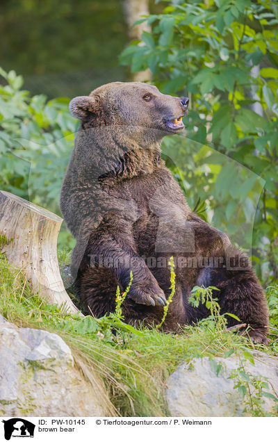 Europischer Braunbr / brown bear / PW-10145