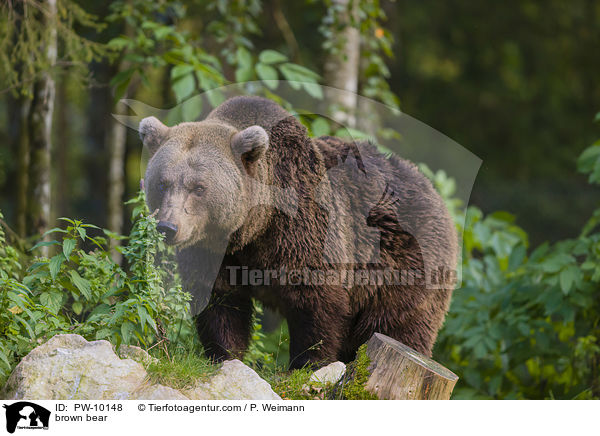 Europischer Braunbr / brown bear / PW-10148