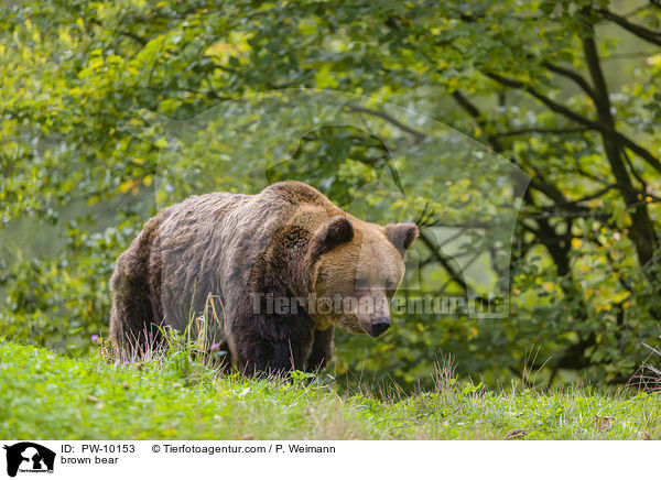 Europischer Braunbr / brown bear / PW-10153