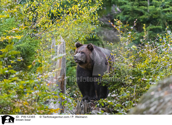 Europischer Braunbr / brown bear / PW-12365