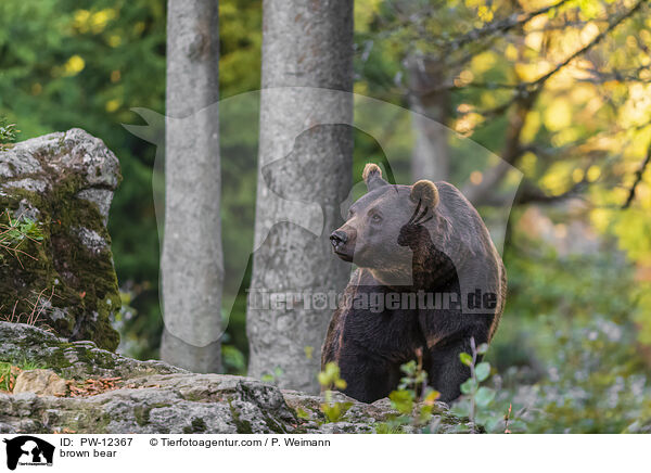 Europischer Braunbr / brown bear / PW-12367