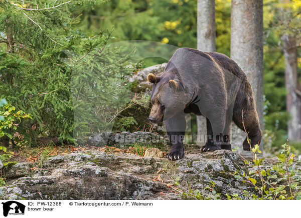 Europischer Braunbr / brown bear / PW-12368