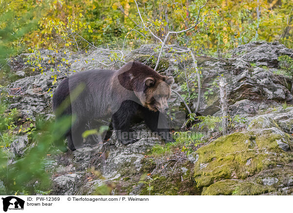 Europischer Braunbr / brown bear / PW-12369